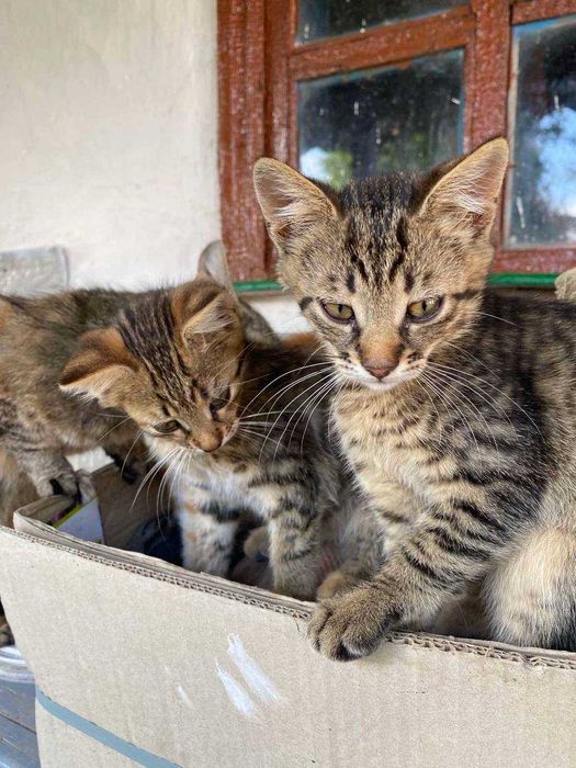 Віддаємо кошеня БЕЗКОШТОВНО