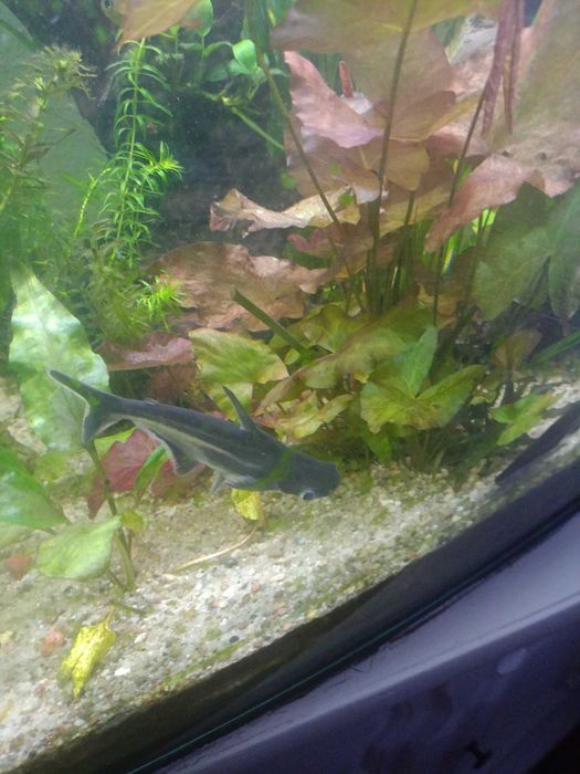 Sprzedam sum rekini ryby