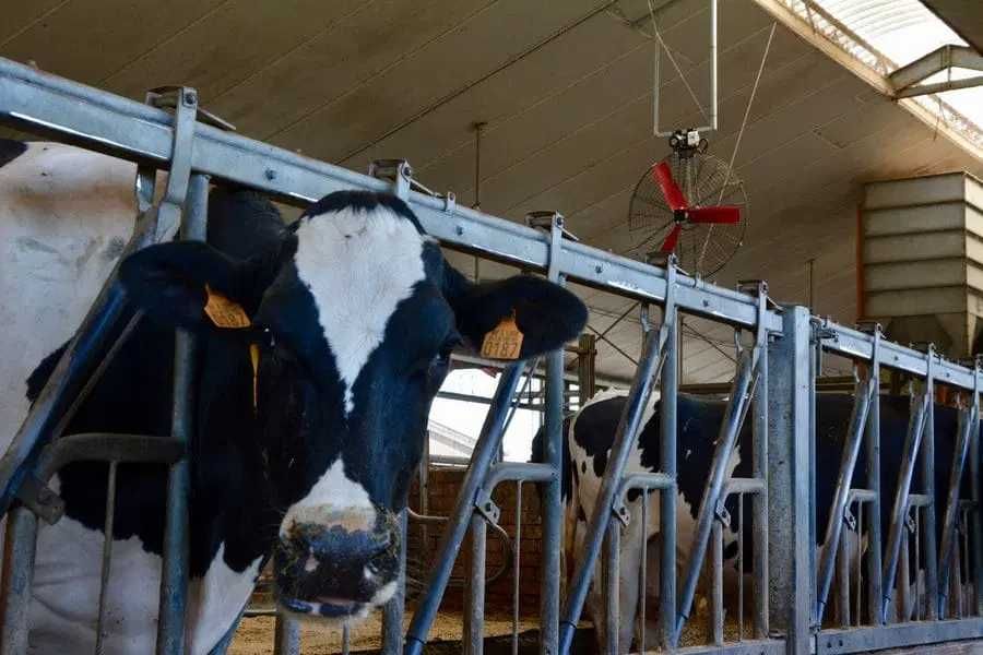 Wentylator MultiFan, dedykowany do obory, chlewni, kurnika. Mieszacz