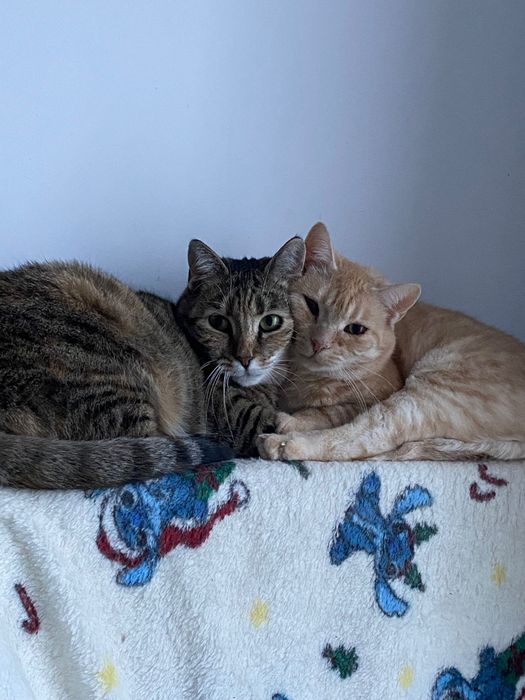 Ruda i Ada trzy lata wyrzucone na śmierć