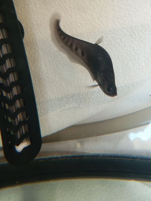 Tenho aqui um peixe faca palhaço para trocar ou venda