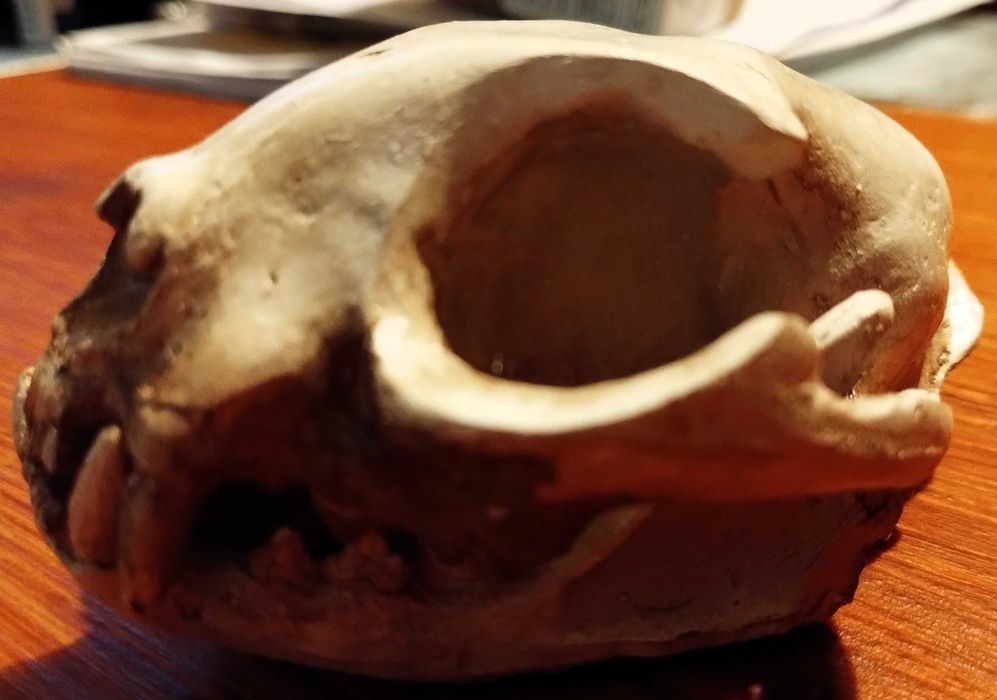 Caveira Gato Cranio Skull Gesso