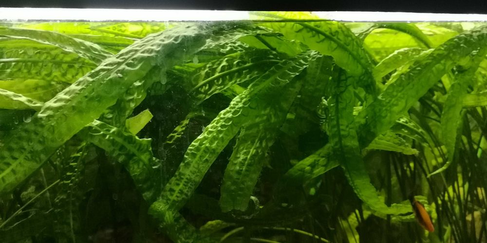 Sprzedam Cryptocoryna  XXL  2 szt ,