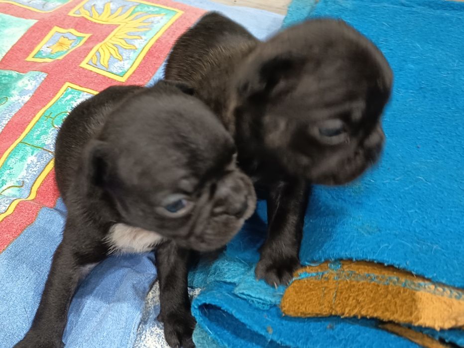 Buldog francuski - suczka