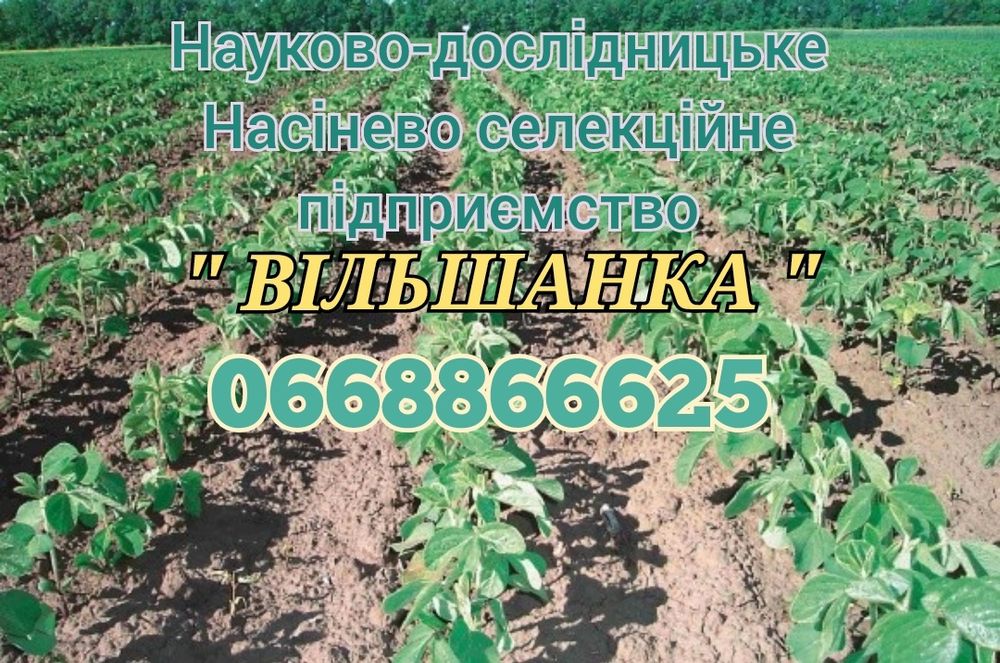 Соя під раундап Сенсор