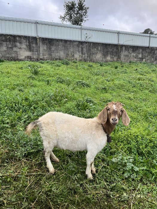 Cabra Boer Pura 9 meses