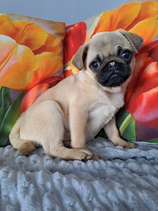 Mops sunia szczeniak.