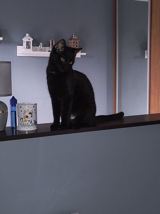 Młoda czarna koteczka