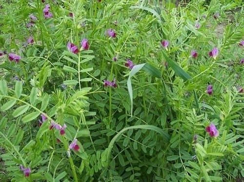 Mieszanka poplonowa wysyłka