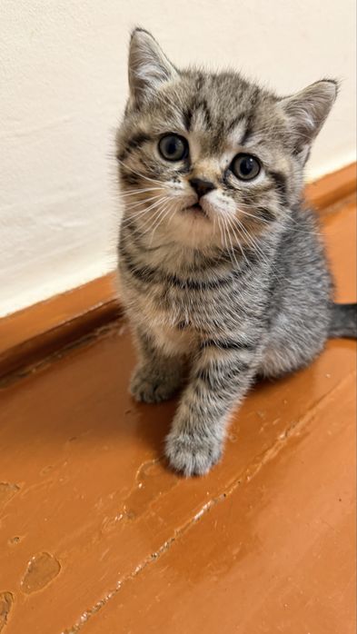 Шотландські кошенята