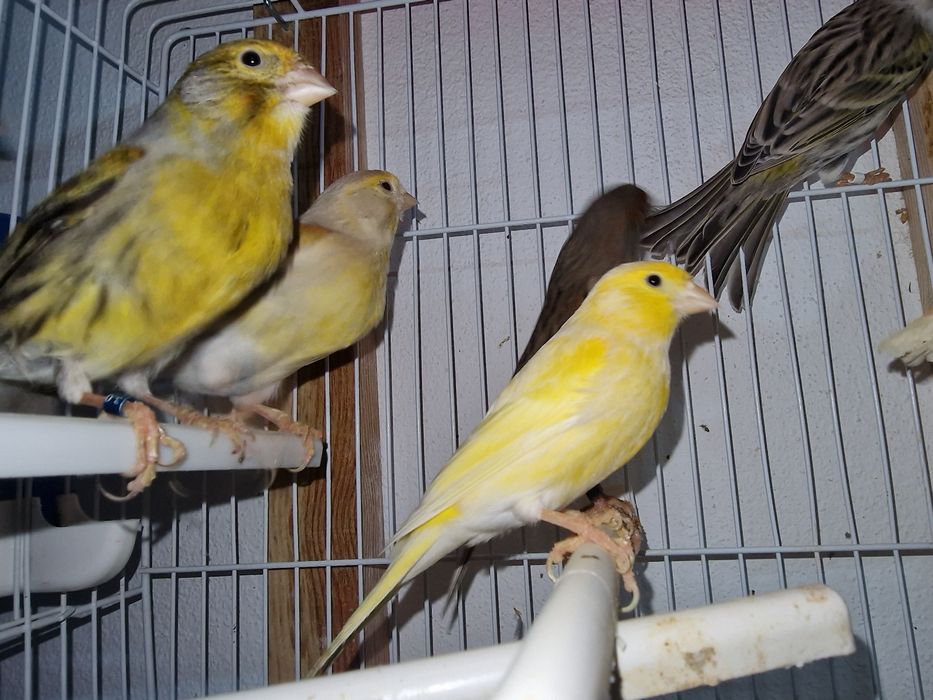 Canários para voarem