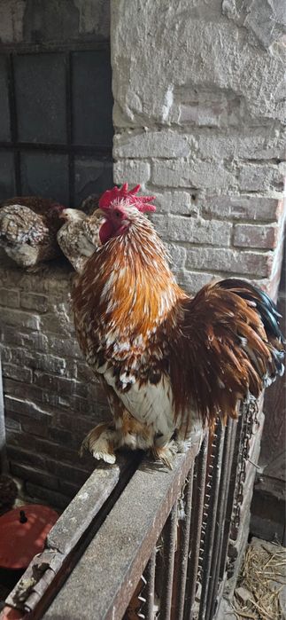 Kochin minaturowy- Koguty barwa biała i porcelanowa