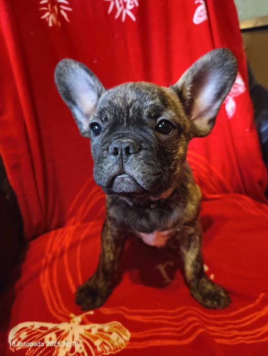 Buldog francuski, Piesek, Gotowy do odbioru, PASZPORT