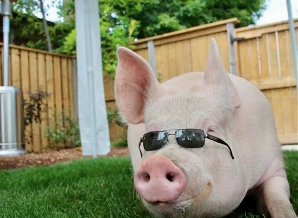 Свині вєтнамські