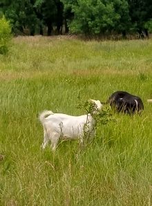 Коза,козел, мясо