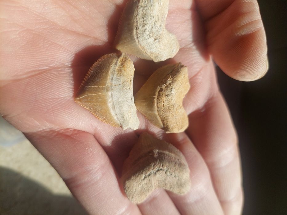 Fósseis- dentes Cretácico