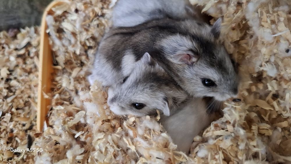 Хом'ячки Джунгарики