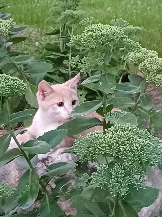 Безкоштовно віддам кошенят
