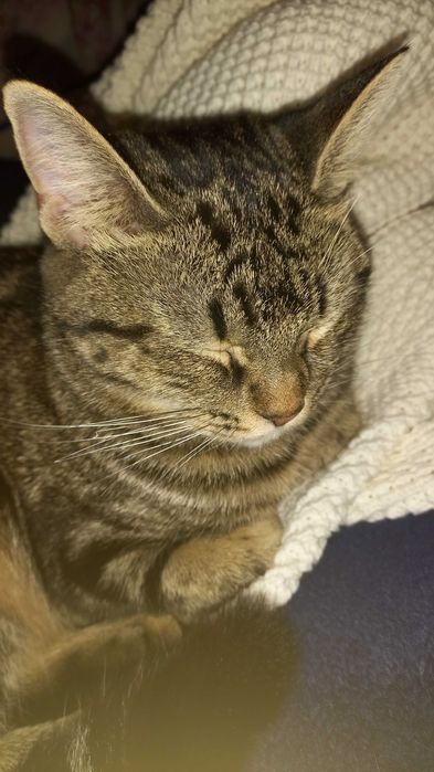 Перетримка котиків