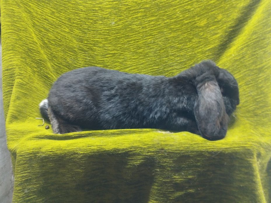 Samica baran francuski czarny