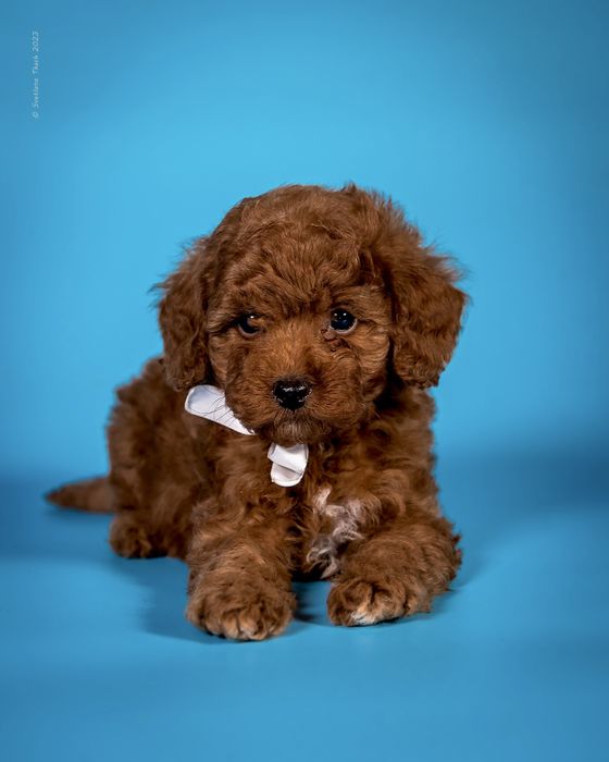 Хлопчик той пуделя КСУ