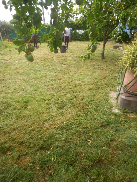 Faço demolições e cargas de entulho e limpeza de terrenos e jardins