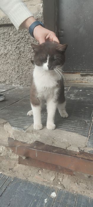 Безкоштовно котик