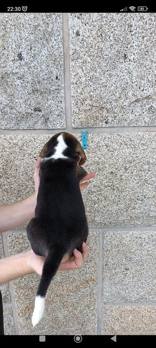 Beagle macho disponível para entrega imediata