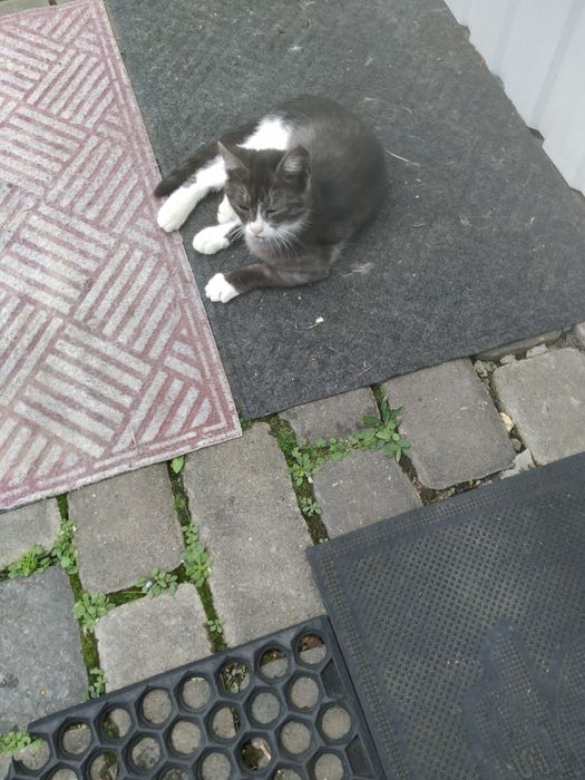 Котики в найкращі руки