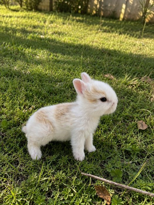 Coelhinhos Anões Bebés Disponíveis!