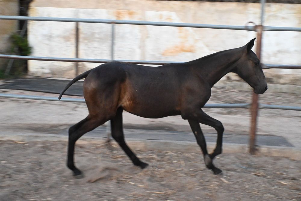 Poldro lusitano ( cruzado )
