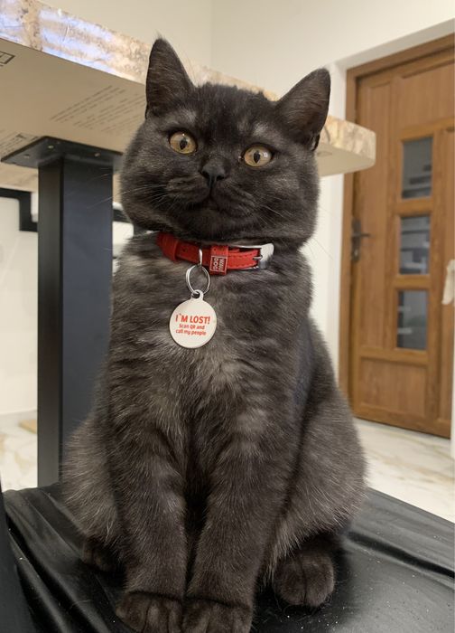 Шотландське кошеня