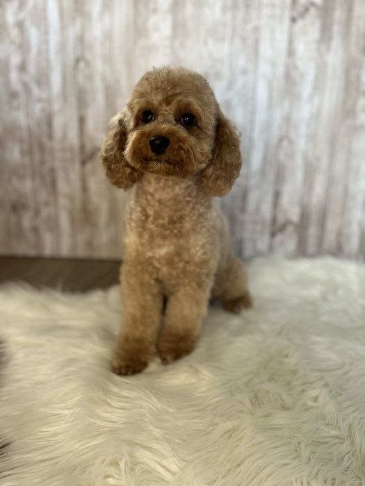 Pudel toy chłopiec