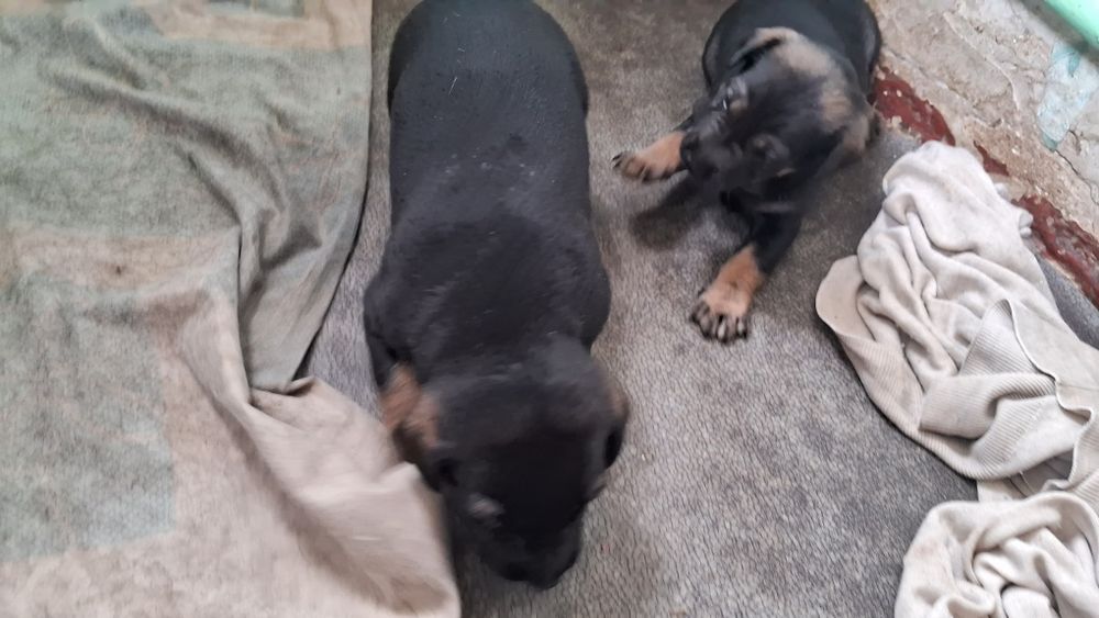 Щенки Гончей собаки