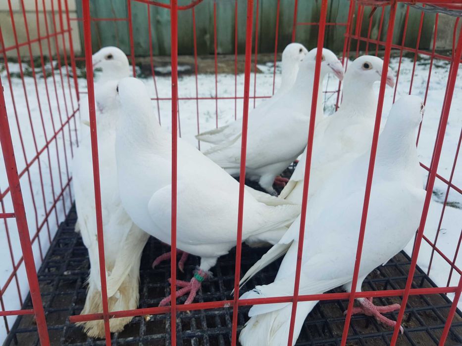 Gołębie rzeszowskie białe