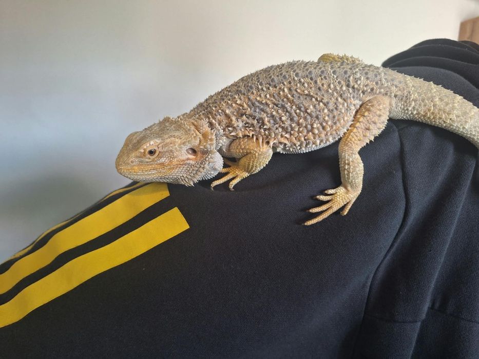 Agama brodata plus terarium