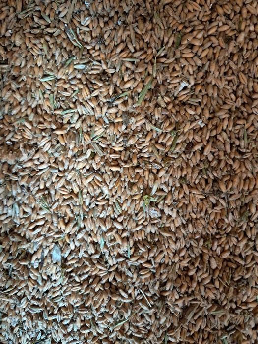 Sprzedam zboże  (mieszankę)