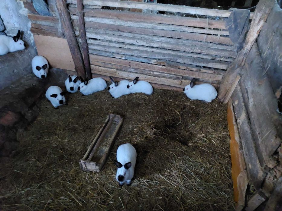 Króliki Kalifornijskie gotowe do rozrodu