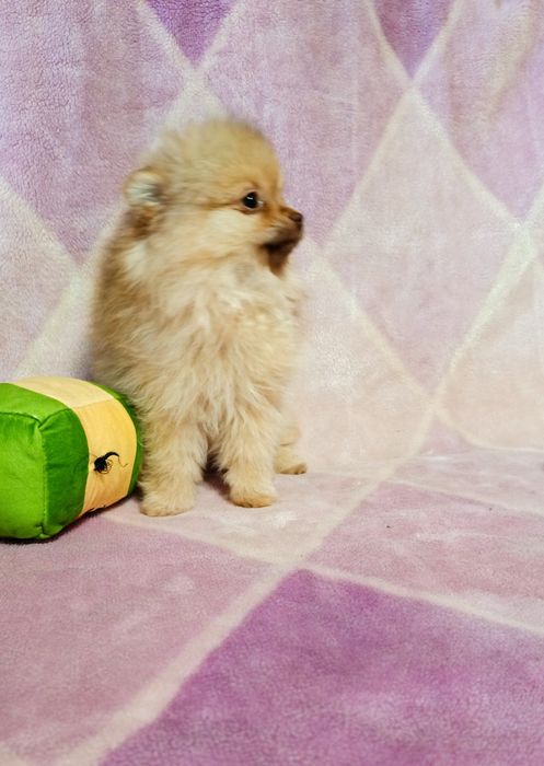 Szpic miniaturowy Pomeranian