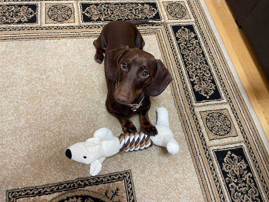 Вʼязка мініатюрна такса