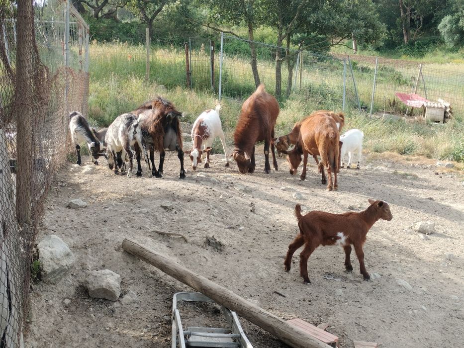 Vendo cabras e cabritos