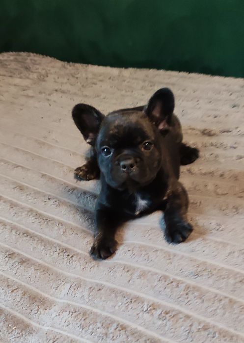 Щенки французького бульдога