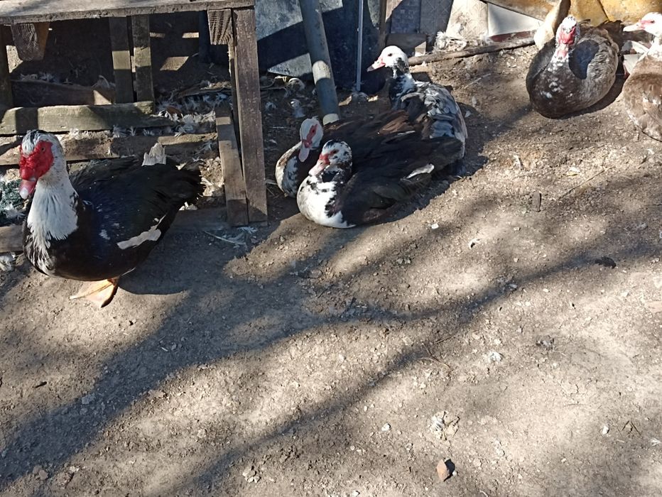 Індокачки,Шипуни,Яйця качині,Мускусні