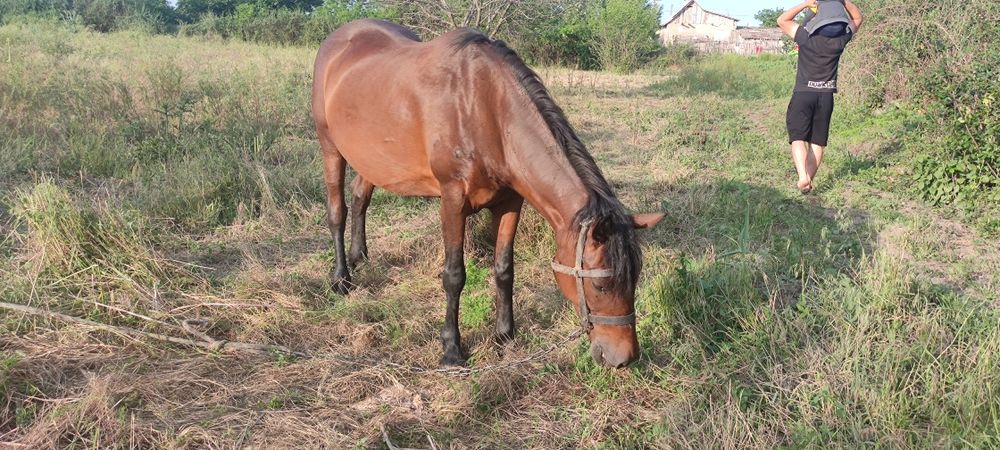 Продам кобылу на хозяйство