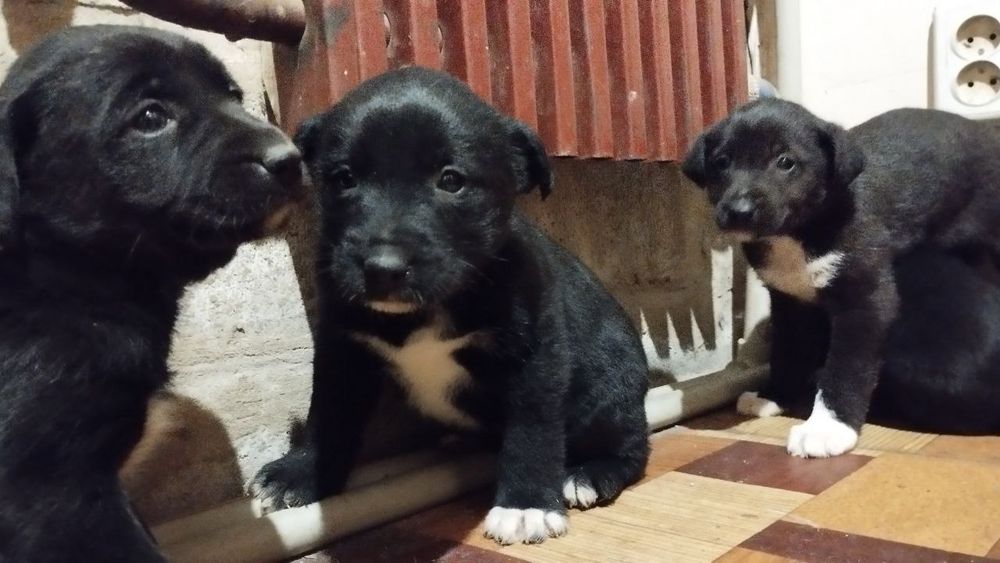 Отдаём щенят в добрые руки
