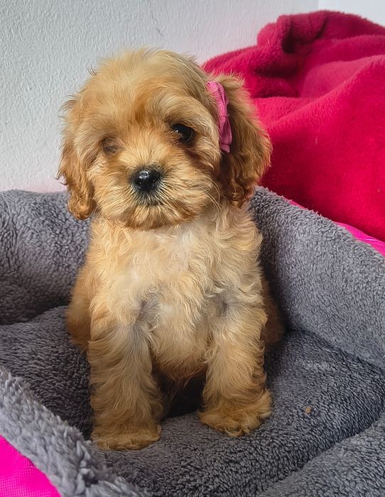 cocapoo,cocker spaniel amerykański,coca poo amerykański SUCZKA