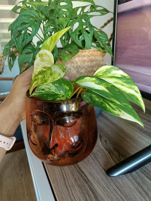 Epipremnum aurea - jiboia