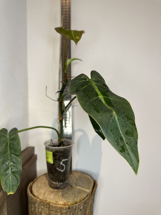Філодендрон  Philodendron Maximum