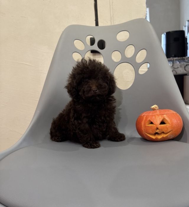 Той пудель шоколадна дівчинка