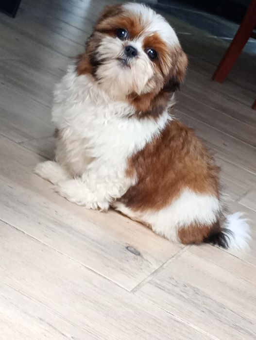 Piesek shihtzu uroczy chłopak